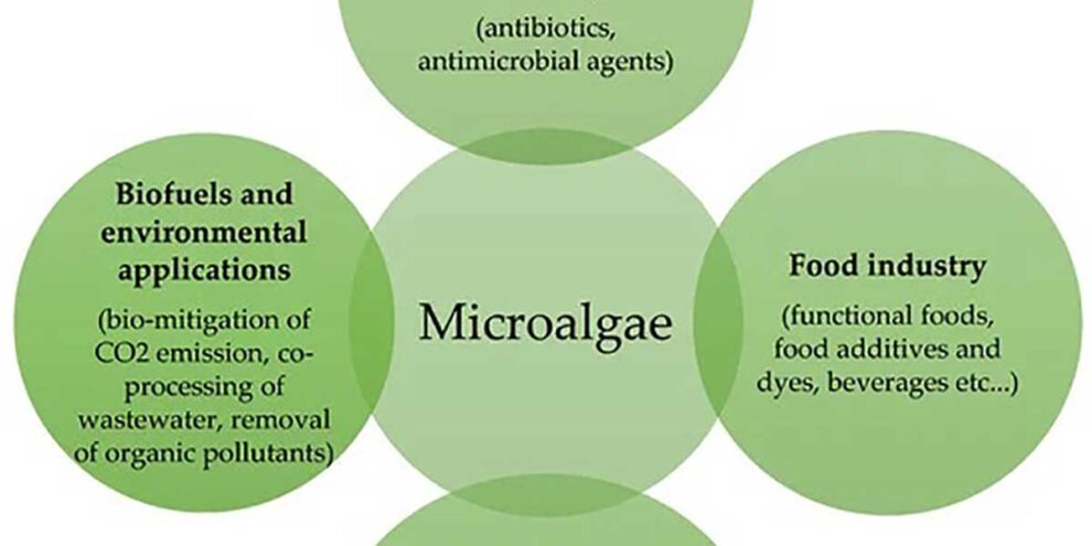 Studio Dentistico dott. Paolo Papa a Napoli: Application of microalgae in different fields Studio Dentistico dott. Paolo Papa a Napoli: Application of microalgae in different fields